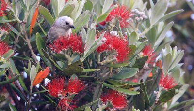 Kath Varcoe: Christmas