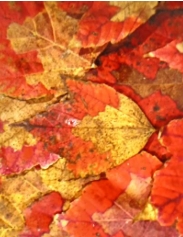 Autumn Leaves