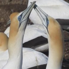 Mike's Gannets