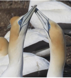 Mike's Gannets